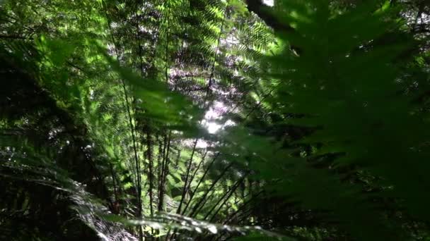 Утренний солнечный луч, сияющий через пышные папоротниковые джунгли лесной растительности — стоковое видео