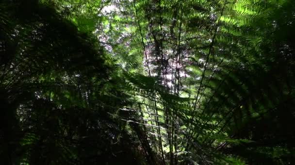 CLOSE UP: Morning sun shining through lush fern jungle forest in sunny summer — Stock Video