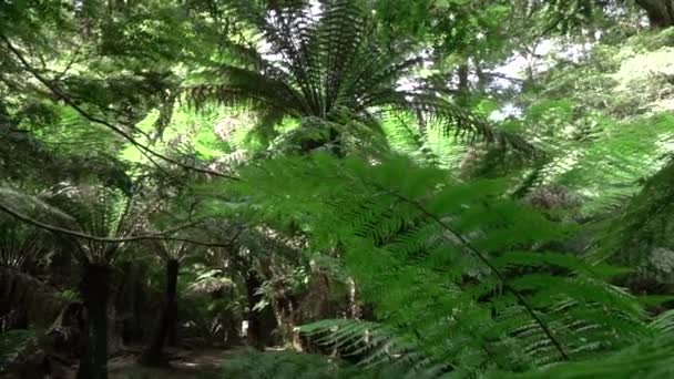 Slow Motion: Morgonsolen skiner genom stora gamla grönskande fern djungeln skogen — Stockvideo