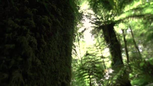 Zblízka: Pohled z velké staré zarostlé mechem svěží kmen v krásném lese — Stock video