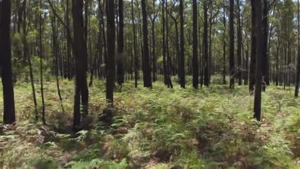 Antena: Latające piękny słoneczny lasów liściastych z wąskich, wysokich drzew — Wideo stockowe