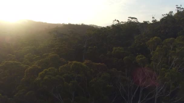 Luchtfoto: Vliegen boven de magische eucalyptus boom luifels bij mooie zonsopgang — Stockvideo