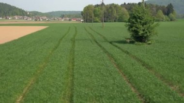 Hava: Yaz esintiyle sallanan tarım arazileri alan genç yeşil buğday yaprak