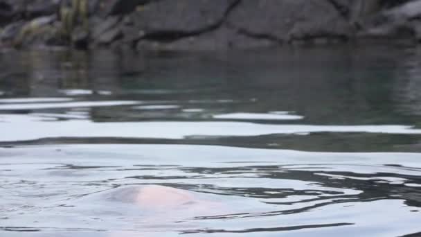 Movimiento lento: Mujer joven en bikini levanta la forma bajo el agua a la superficie para el aire — Vídeos de Stock