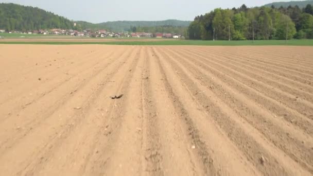 Antenne: Leere gepflügte Bodenlinien auf landwirtschaftlichem Feld für die Anpflanzung vorbereitet — Stockvideo