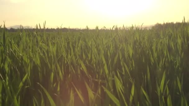 CLOSE UP: Young green crop leaves on farmland field waving in summer breeze — ストック動画