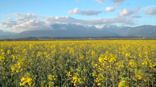 AERIAL: Молоді жовті величезні квіти олійних ріпаків з горами на задньому плані — стокове відео