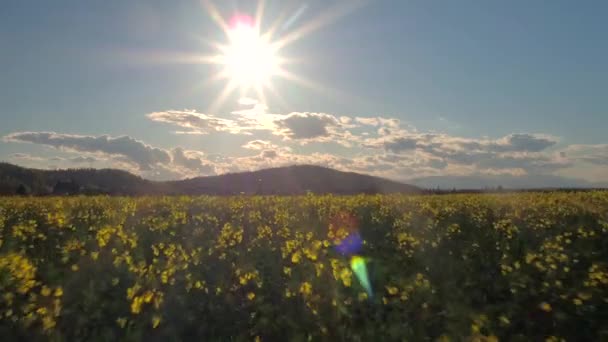 AERIAL: Young yellow vast oilseed rape flowering on beautiful sunny spring day — Stock video