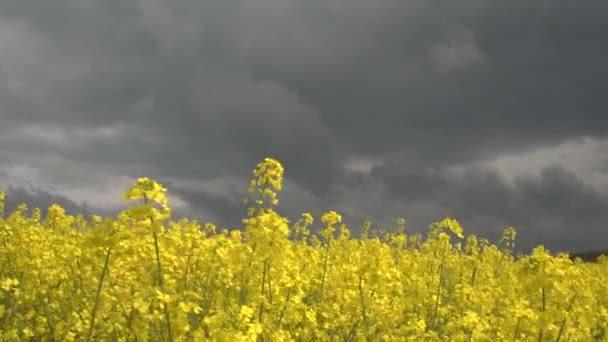 CLOSE UP: Stunning yellow oilseed rape blossoming on farmland on stormy day — Αρχείο Βίντεο