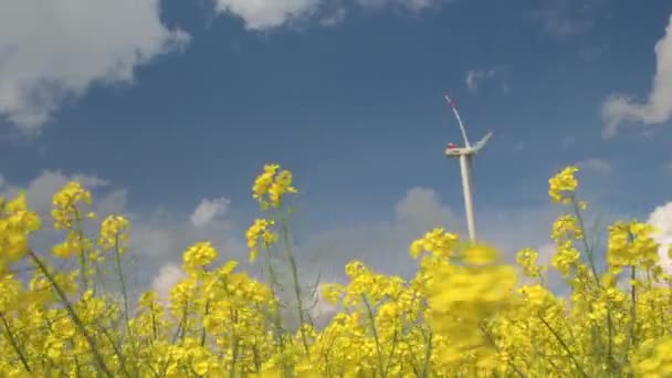 Zbliżenie: Ładny żółty rzepa kwiaty kwitnący obok dużych białych wiatraków — Wideo stockowe