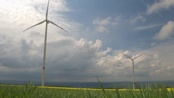 White windmills surrounded by colourful fields of young grass and yellow turnip — Stock Video