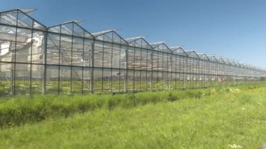 Yakın: sıcak modern glasshouses büyüyen genç yeşil sebze fideleri