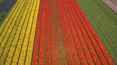 Hava: renkli zengin çiçekli laleler büyük geniş alanda satırlarının çarpıcı