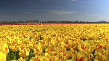 Yakın: sonsuz alan rüzgarda sallanan kırmızı ve Sarı Lale çarpıcı