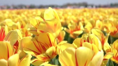 Yakın: yumuşak bahar rüzgarda sallanan güzel sarı ve kırmızı çiçek açan laleler