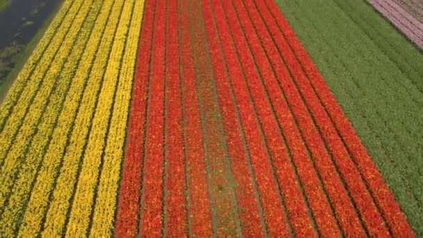 AERIAL: Impresionantes filas coloridas de tulipanes florecientes ricos en gran campo vasto — Vídeos de Stock