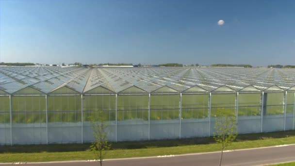 AERIAL: Flying above roofs of modern glass hothouses cultivating organic plants — Stock video