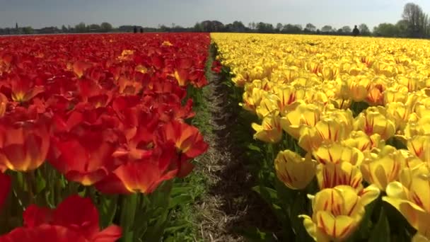 CLOSE UP: Pretty red and yellow colorful tulips separated by small walkway — Stockvideo