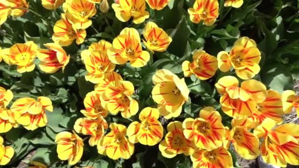 CLOSE UP: Lovely yellow and red blooming tulips swinging in soft spring breeze — ストック動画