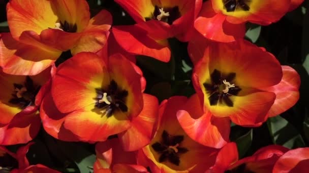 CLOSE UP: Pretty wide opened red blooming tulips swaying in gentle spring wind — Stockvideo