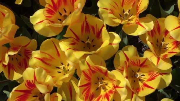 FERMER : Jolies tulipes jaunes à grandes ouvertures se déplaçant dans un vent printanier doux 
