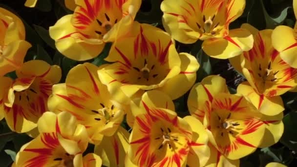 CERRAR: Hermosos tulipanes de floración amarilla abierta ancha que se mueven en suave viento de primavera — Vídeos de Stock