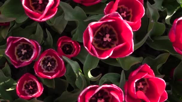 Nahaufnahme: Prachtvolle weit geöffnete rosenblühende Tulpenzwiebeln wachsen auf einem Blumenfeld — Stockvideo