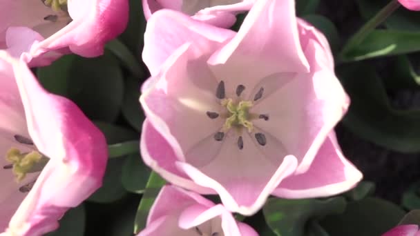 Close UP: Вид птиц на шикарные широко раскрытые розовые цветущие тюльпаны, движущиеся по ветру — стоковое видео