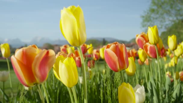 CERRAR: Deliciosos y coloridos tulipanes sedosos floreciendo en el campo de hierba silvestre — Vídeo de stock