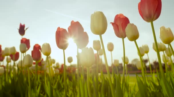 CLOSE UP: Beautiful colorful tall tulip bulbs blooming in floricultural park — Stock video
