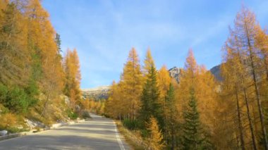 Tre Cime yakınlarındaki yolun yanında büyüyen tarlalar sonbaharda yaprakları çeviriyor..