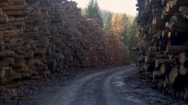 Kesilmiş ağaçlarla dolu bir ağaç kesme tesisinden geçen kirli bir yol.