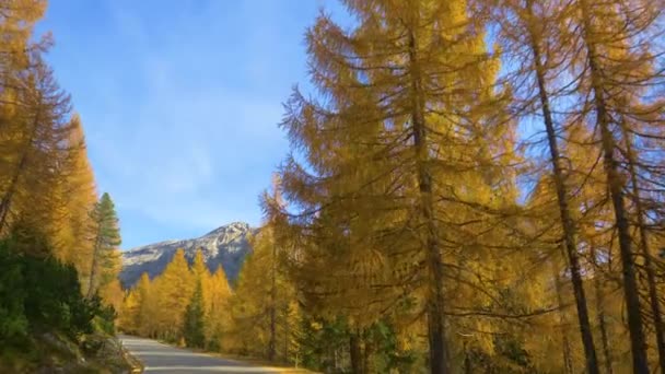 SLOW MOTION: Veduta cinematografica della foresta di larici vicino a una strada panoramica di montagna. — Video Stock