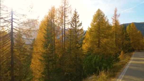 LENS FLARE: Warme herfstavond zonnestralen schijnen op de kleurrijke bossen in Tre Cime — Stockvideo