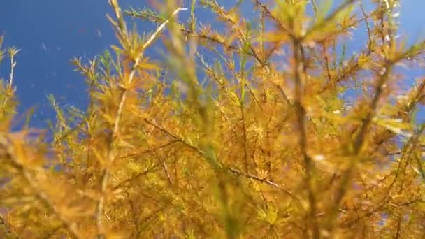 ZAMKNIJ SIĘ: Złote igły modrzewia spadają z gałęzi, gdy bryza wieje przez las — Wideo stockowe