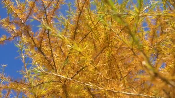 FERMER : Les aiguilles de mélèze tombent des branches lorsque la brise balaie la forêt — Video