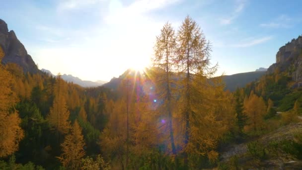 AERIAL：在白云石中的落叶松周围飞翔，被秋天的太阳照亮. — 图库视频影像