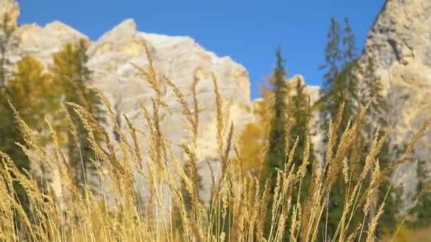 Uzavřít: Detailní pohled na suché stébla trávy a skalnaté hory v pozadí. — Stock video