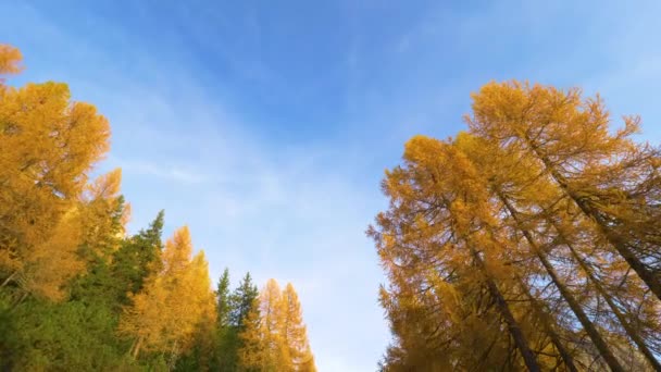 BOTTOM UP: gyönyörű őszi színes vörösfenyők torony magas a tiszta kék ég — Stock videók