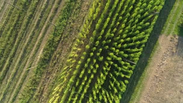 TOP DOWN: Flying over long rows of lush green hops growing in the fertile soil. — Stock Video