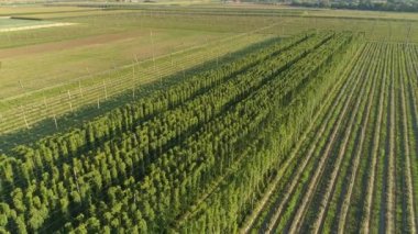 Sıcak yaz güneşinde büyüyen uzun zıpzıp sıralarının üzerinde uçmak.