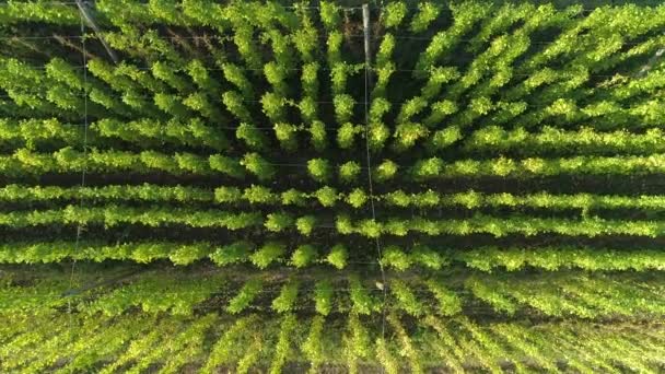 TOP DOWN: Vliegen over een plantage vol hopplanten die lange touwtjes beklimmen. — Stockvideo