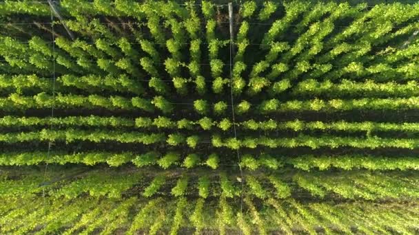 TOP DOWN: Flying över en plantage full av humleväxter klättra långa strängar. — Stockvideo