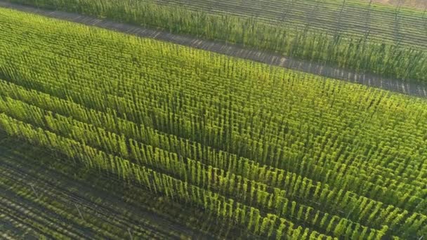 DRONE: Leere Straße führt durch eine von goldenem Sonnenschein erleuchtete Hopfenplantage — Stockvideo