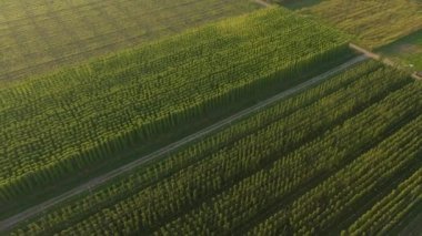 Boş bir yol, altın güneş ışığıyla aydınlatılmış bir zıplama çiftliğinden geçiyor.