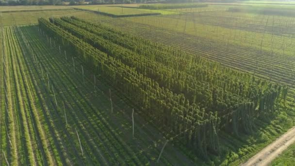 DRONE, LENS FLARE: Gyllene sommarsolstrålar skiner på en stor humleplantage. — Stockvideo