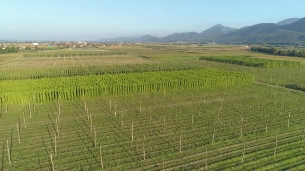 DRONE: Flyger runt ett frodigt humlefält blomstrande på den slovenska landsbygden. — Stockvideo