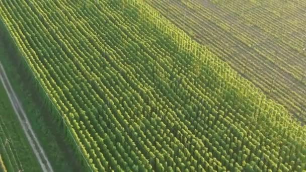 AERIAL: Flyger bort från fält i humleplantage upplysta av den gyllene solen — Stockvideo
