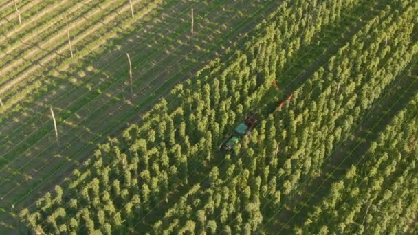 DRONE: Cervejarias montam na parte de trás de um trator e colhem colheitas no dia ensolarado — Vídeo de Stock