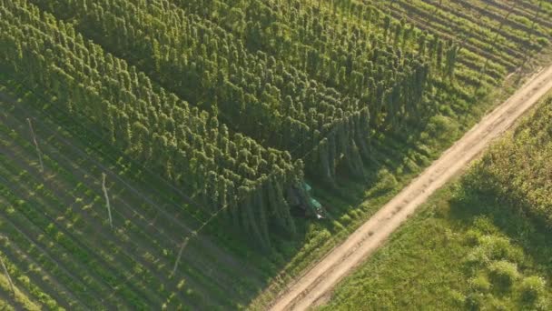 AERIAL: Un trattore con un rimorchio pieno di raccolti guida fuori da una piantagione di luppolo — Video Stock